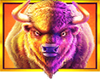 Buffalo King Megaways buffalo symbol