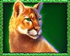 Buffalo King Megaways slot symbol
